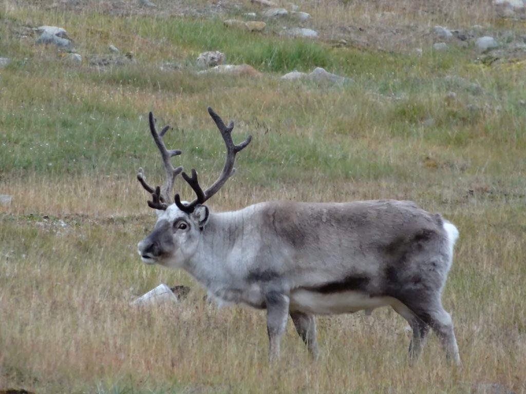 arctic-reindeer-norske